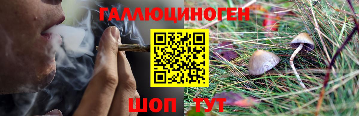 Лесосибирск  Галлюциногенные грибы Cubensis  Вход с VPN 